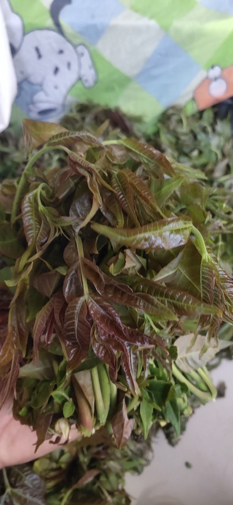 南部山区香椿芽6元