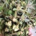 南部山区香椿芽6元