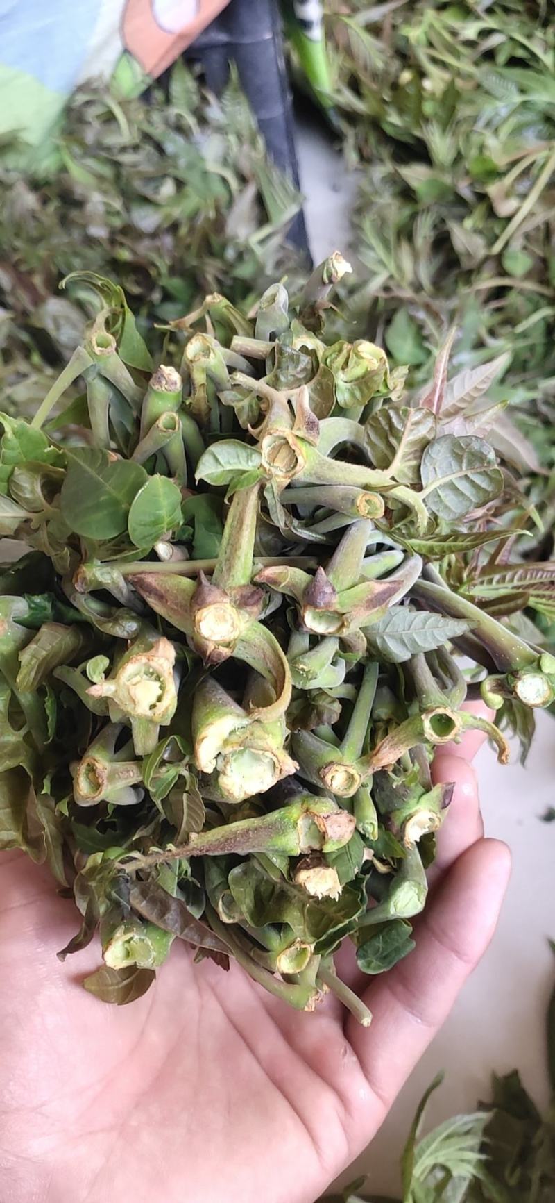 南部山区香椿芽6元