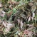 南部山区香椿芽6元