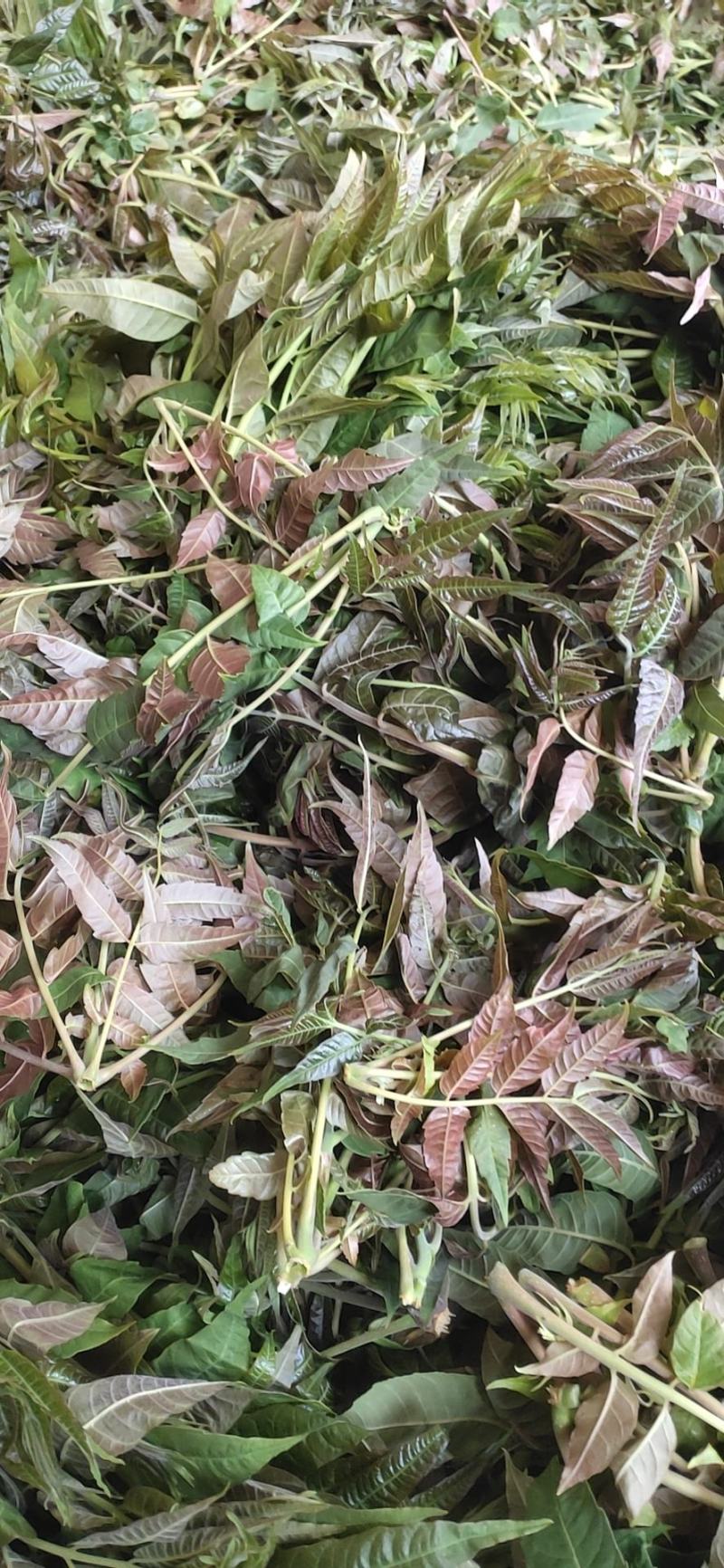 南部山区香椿芽6元