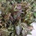 南部山区香椿芽6元