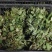 南部山区香椿芽6元