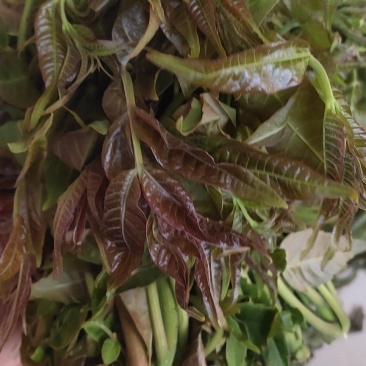 南部山区香椿芽6元