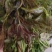 南部山区香椿芽6元