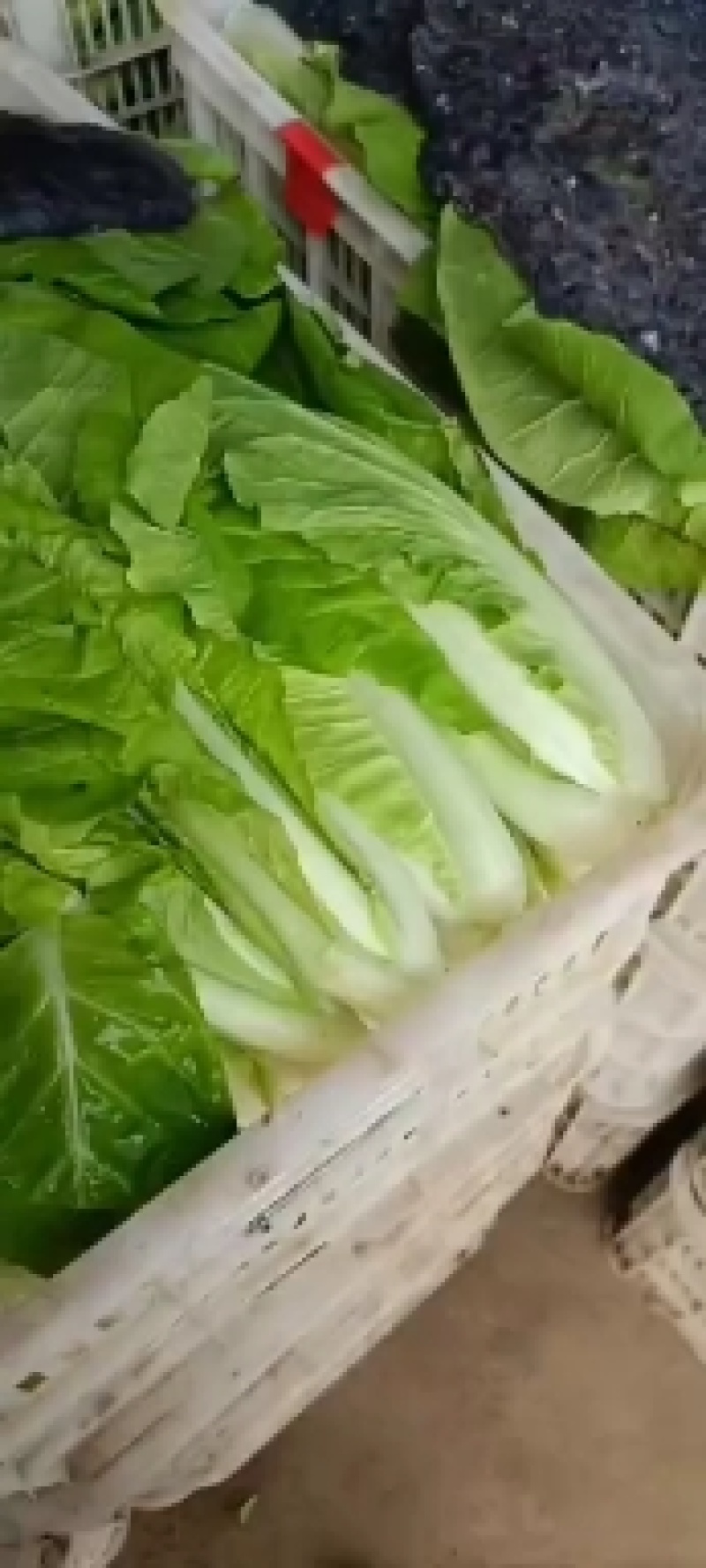 【推荐】小白菜山东精品小白菜，一手货源，产地直发