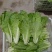 【推荐】小白菜山东精品小白菜，一手货源，产地直发