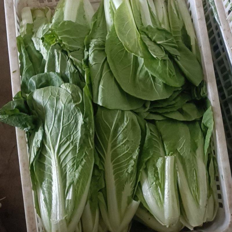 【推荐】小白菜山东精品小白菜，一手货源，产地直发