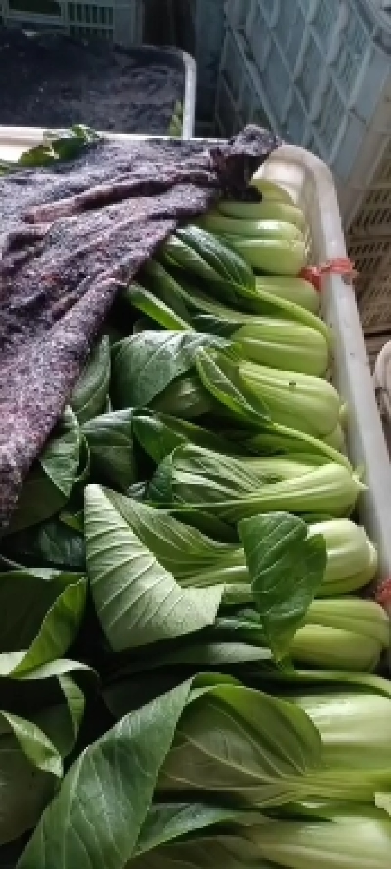 【推荐】小白菜山东精品小白菜，一手货源，产地直发
