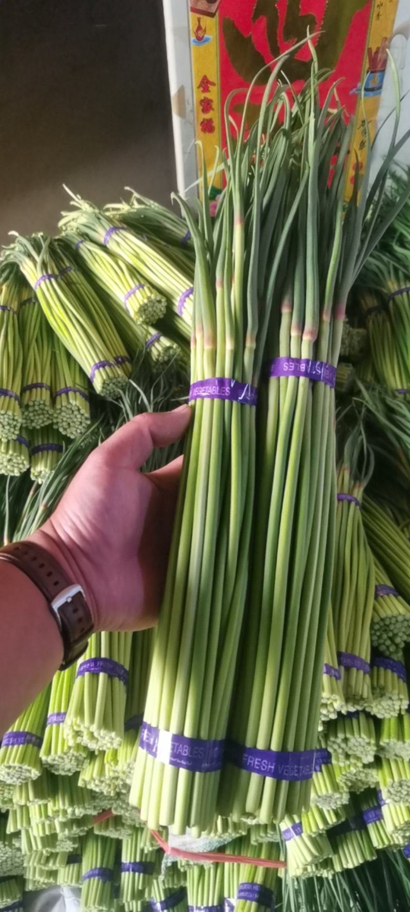 通许红帽蒜苔干薹市场电商商超欢迎来电咨询