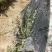 福建漳州基地花叶女贞5斤袋_7斤袋欢迎全国老板考察