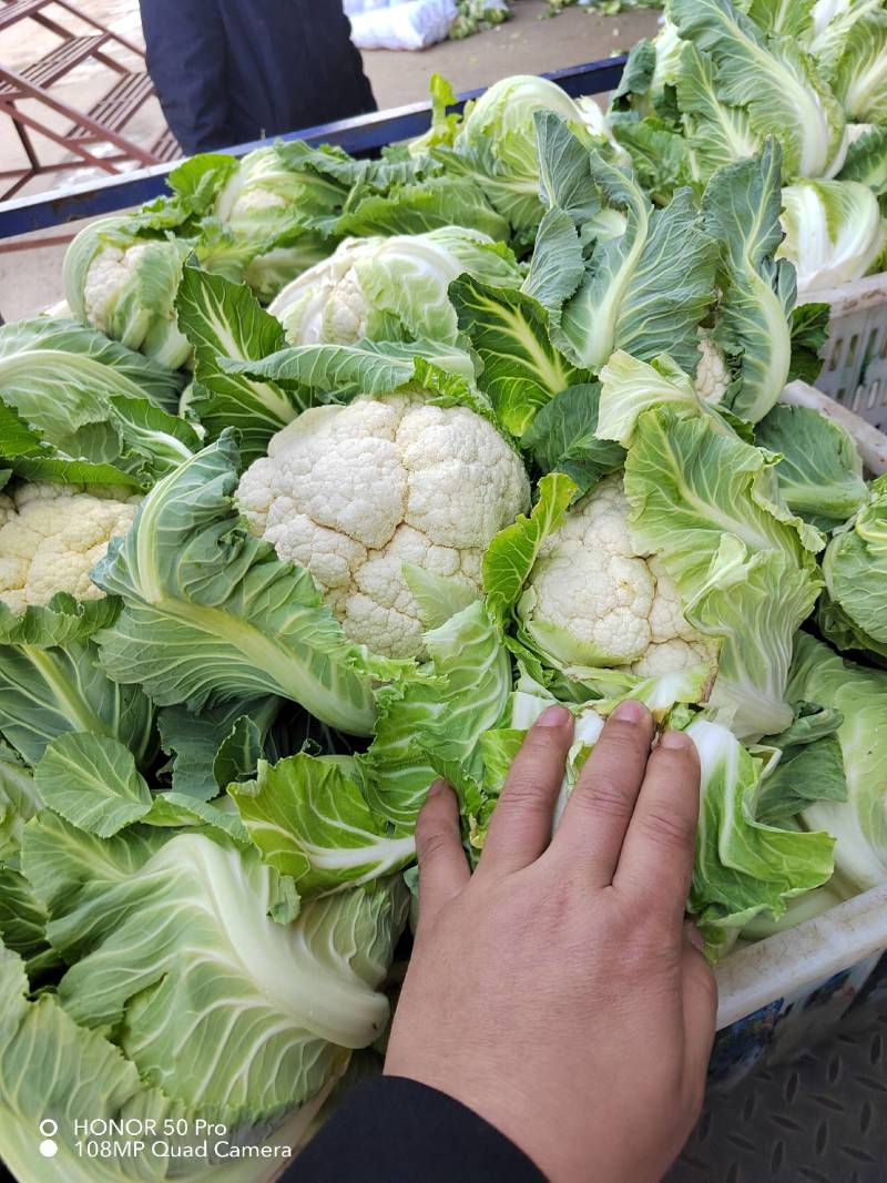精品实花菜湖北基地直发价格美丽欢迎咨询