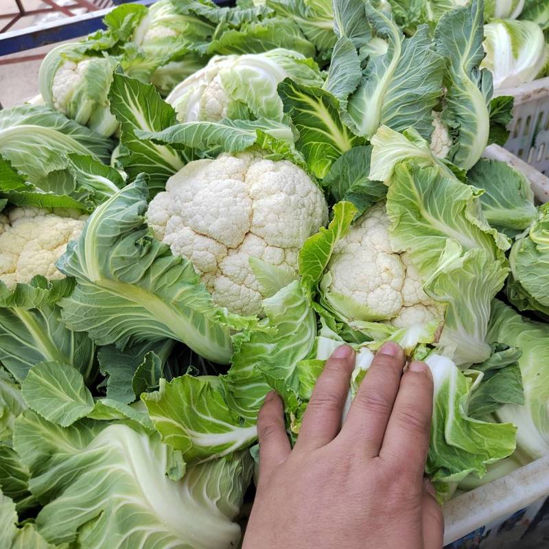 精品实花菜湖北基地直发价格美丽欢迎咨询