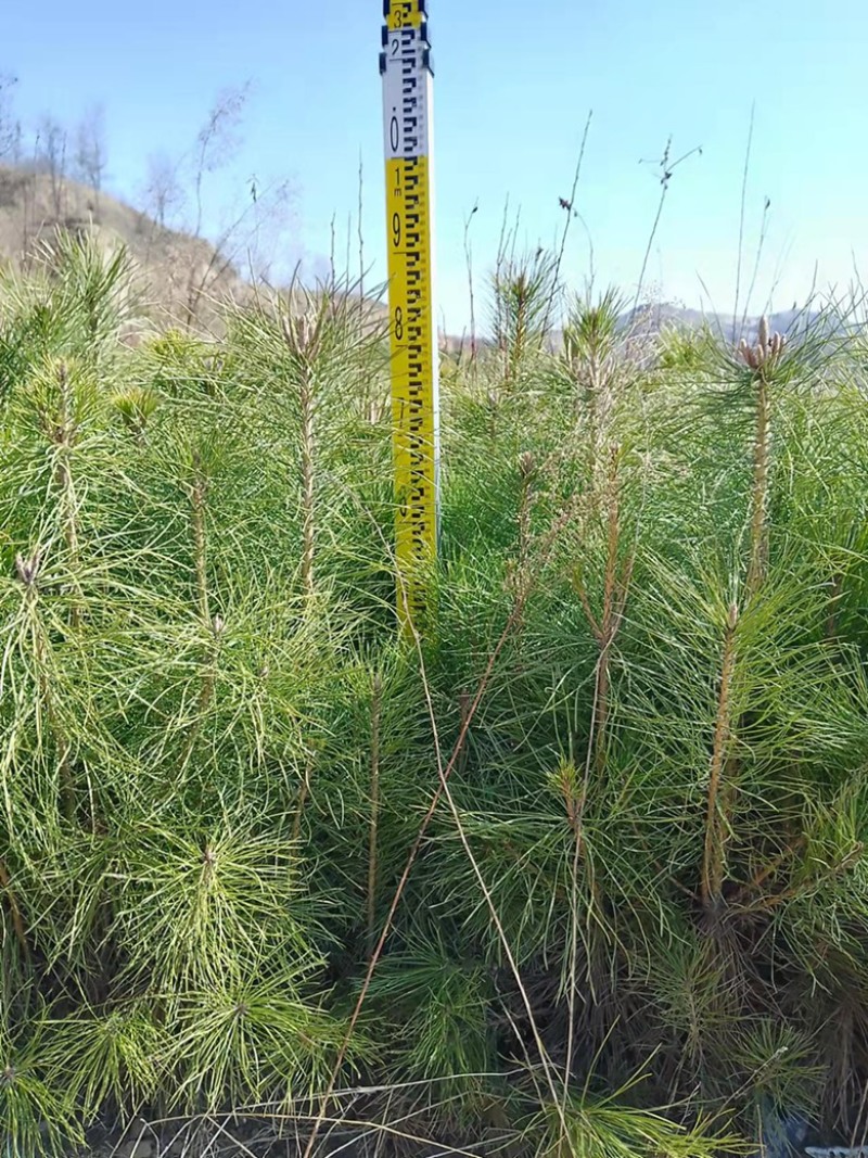 松树油松杯苗小苗10乘1813乘16高度30公分左右