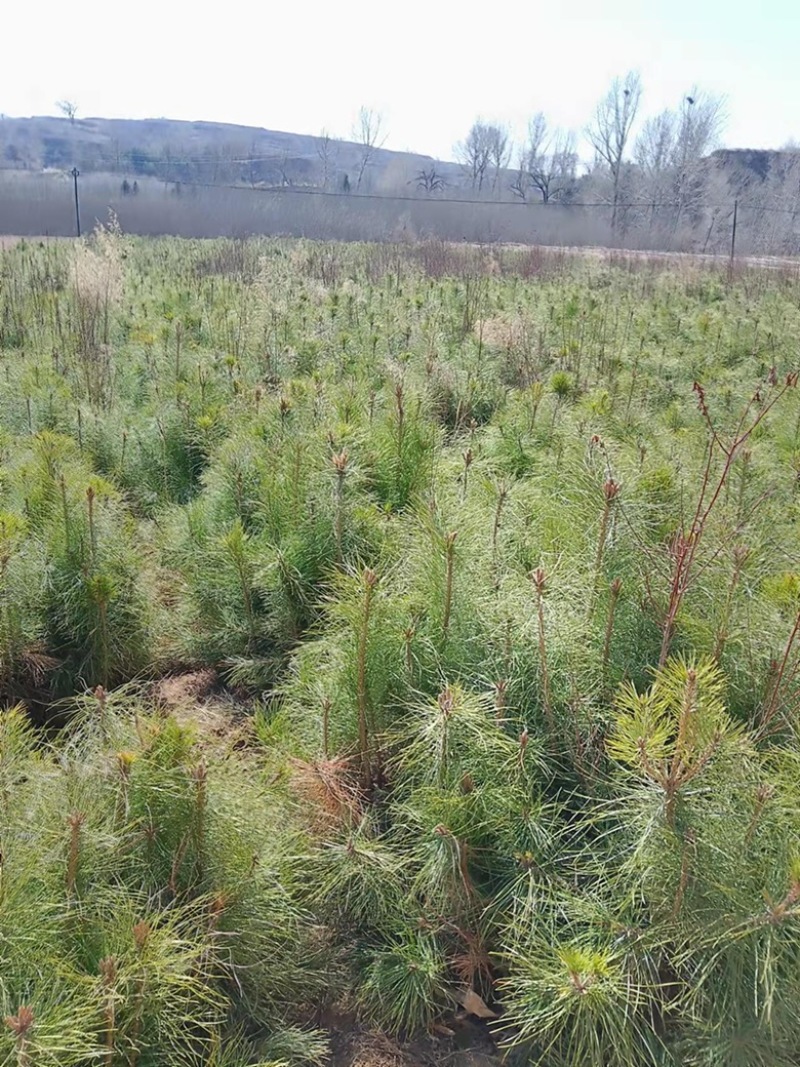 松树油松杯苗小苗10乘1813乘16高度30公分左右