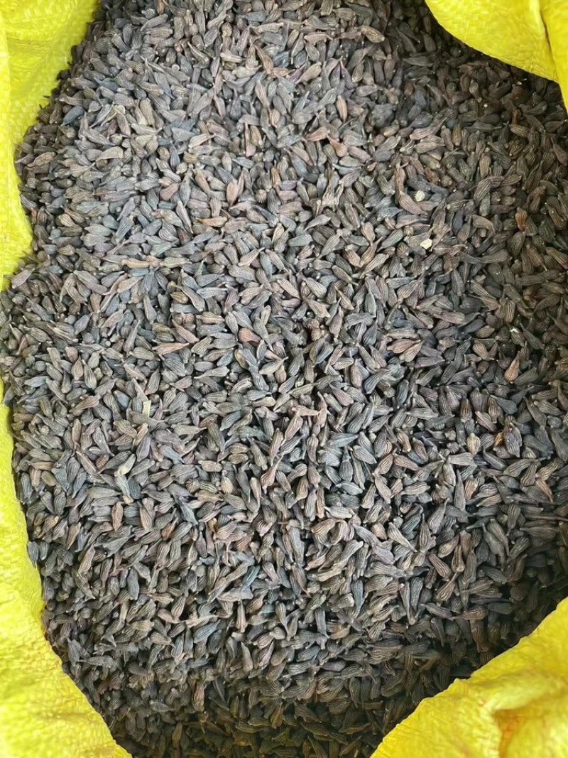 云南大叶百部种子