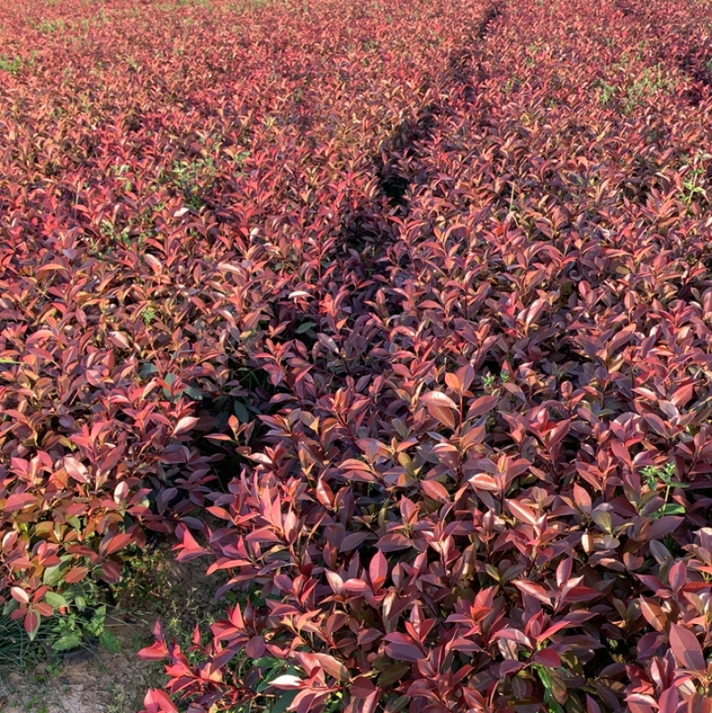 红叶石楠大杯苗基地自产自销货源充足大量供应