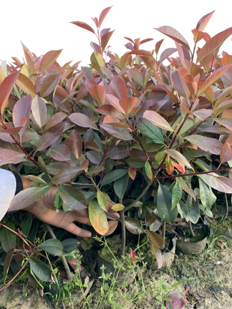 红叶石楠大杯苗基地自产自销货源充足大量供应