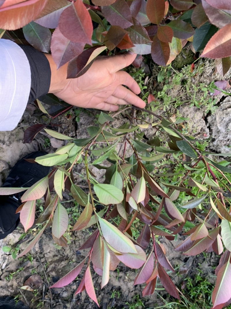 红叶石楠大杯苗基地自产自销货源充足大量供应