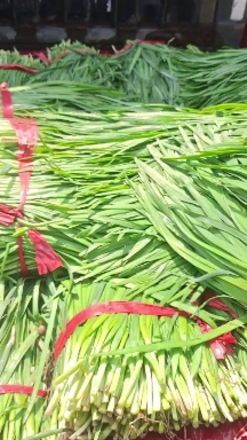 食品厂。质量好价格优。无蜗牛。。。。。。，，，，无草