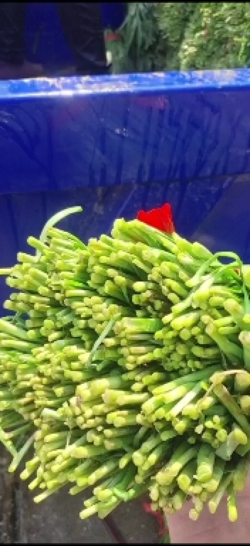 食品厂。质量好价格优。无蜗牛。。。。。。，，，，无草
