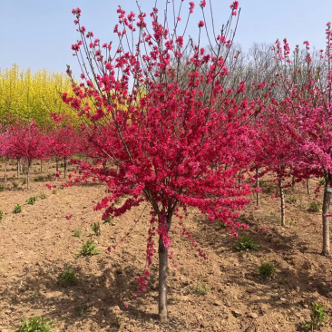 菊花桃，6～12公分，有需要老板联系，