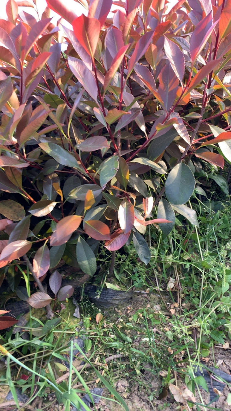 红叶石楠大杯苗基地自产自销货源充足大量供应