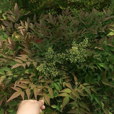 南天竹