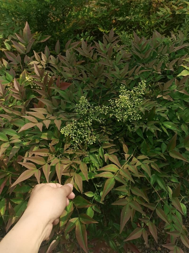 南天竹