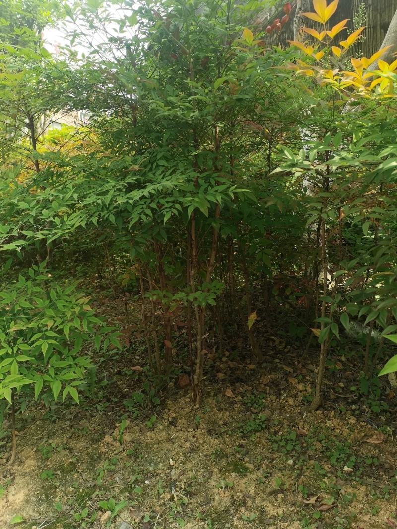 南天竹