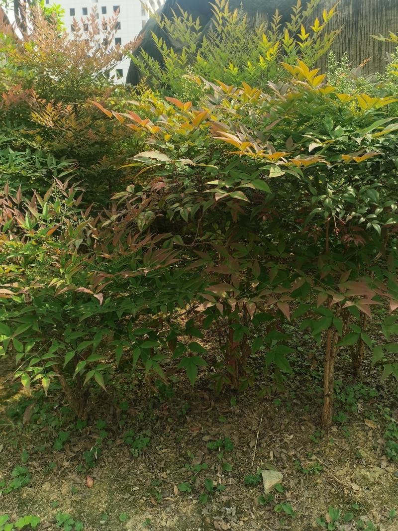 南天竹