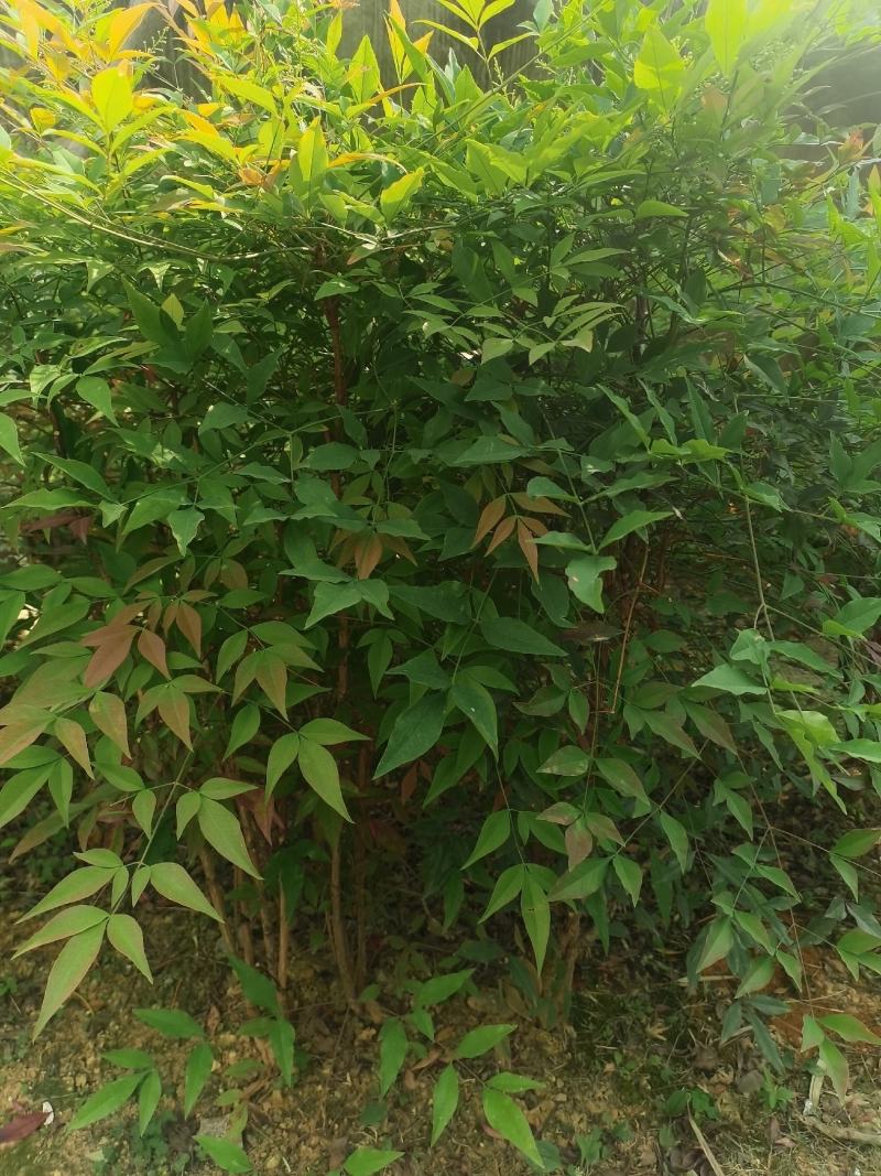 南天竹