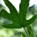 新鲜五指毛桃