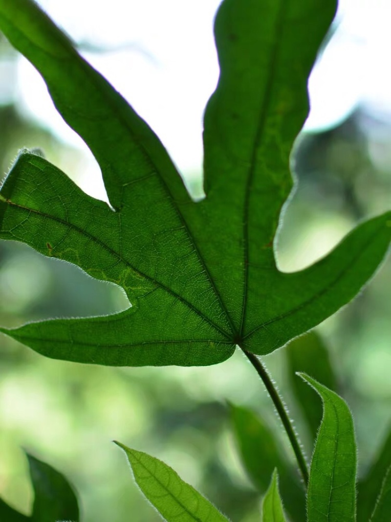 新鲜五指毛桃