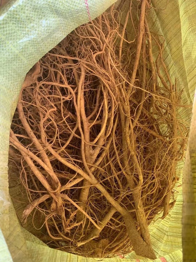 新鲜五指毛桃