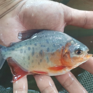 《产地直销》淡水白鲳鱼苗红腹鲳鱼苗送货上门