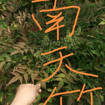 贵州野生下山桩南天竹