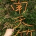 贵州野生下山桩南天竹