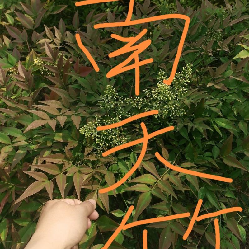 贵州野生下山桩南天竹