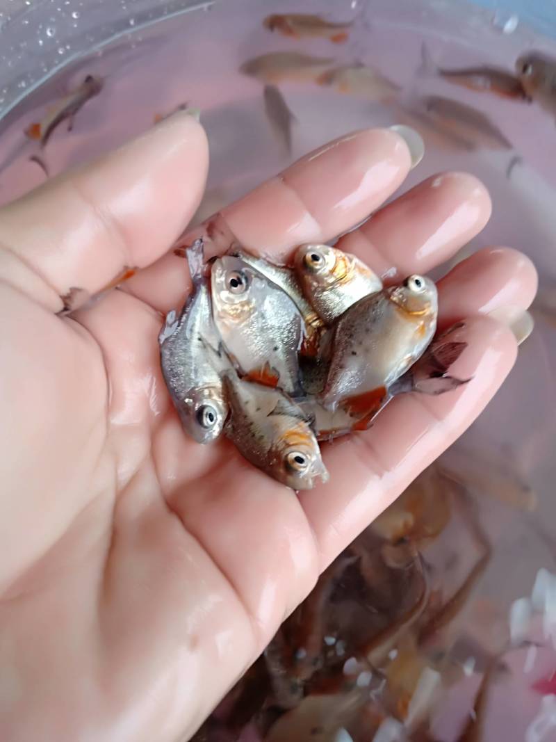 《产地直销》淡水白鲳鱼苗红腹鲳鱼苗送货上门