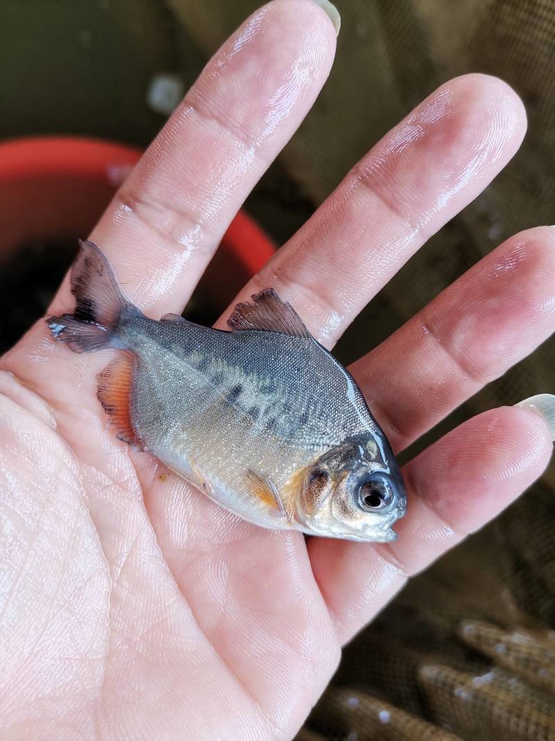 《产地直销》淡水白鲳鱼苗红腹鲳鱼苗送货上门
