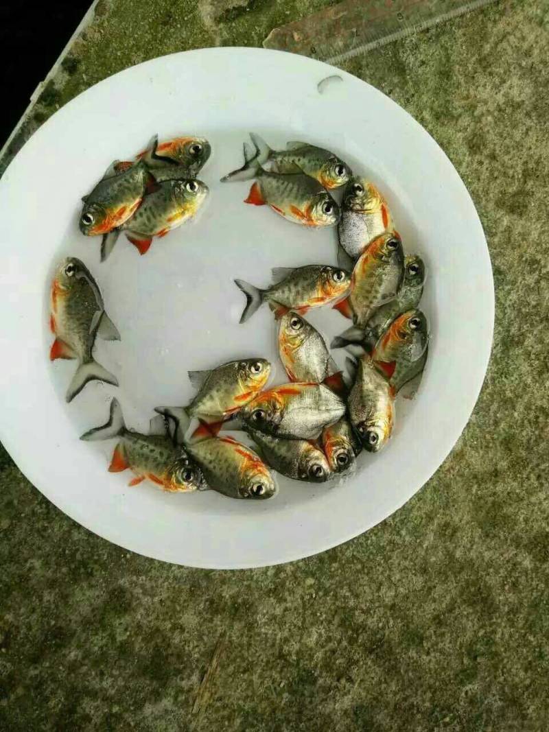《产地直销》淡水白鲳鱼苗红腹鲳鱼苗送货上门