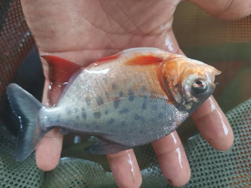 《产地直销》淡水白鲳鱼苗红腹鲳鱼苗送货上门