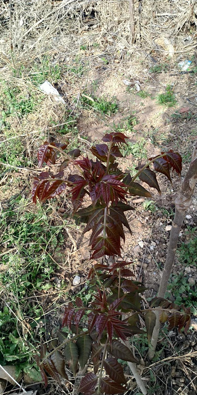 香香椿芽红油香椿芽头茬香椿芽2022年头茬香椿芽