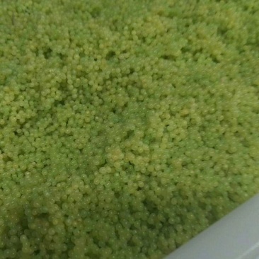 豆虫卵豆丹卵