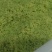 豆虫卵豆丹卵