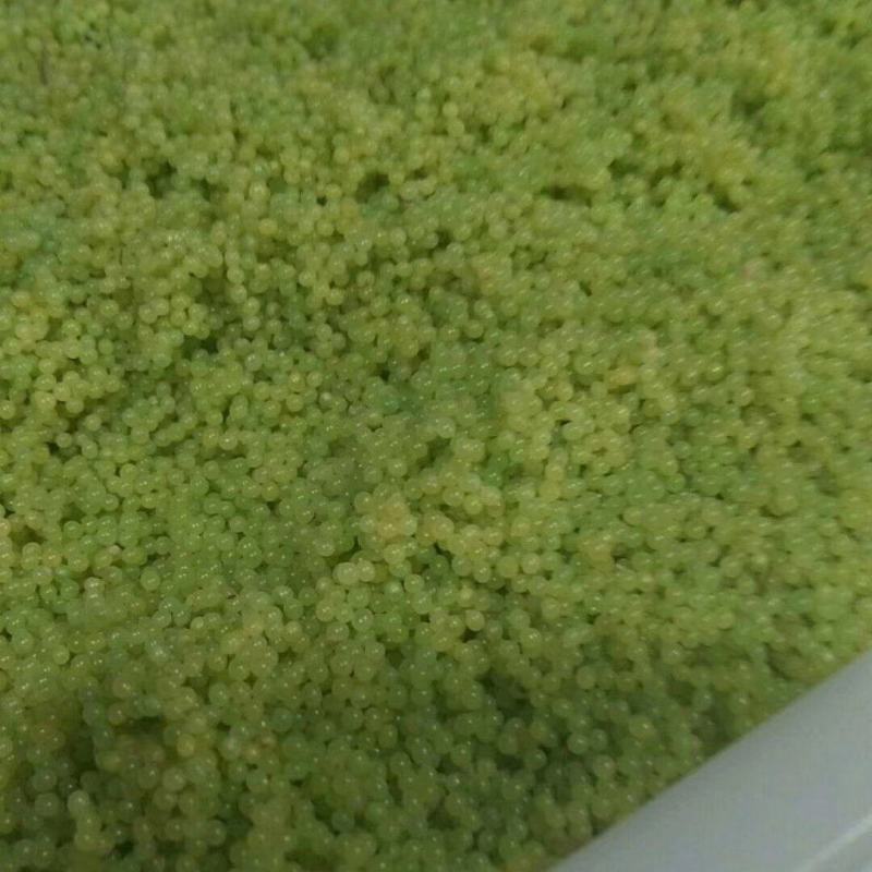 豆虫卵豆丹卵