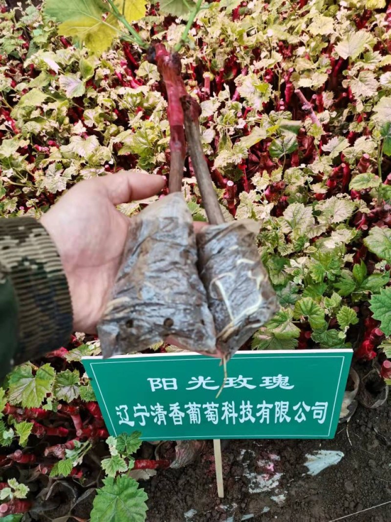 阳光玫瑰营养钵苗