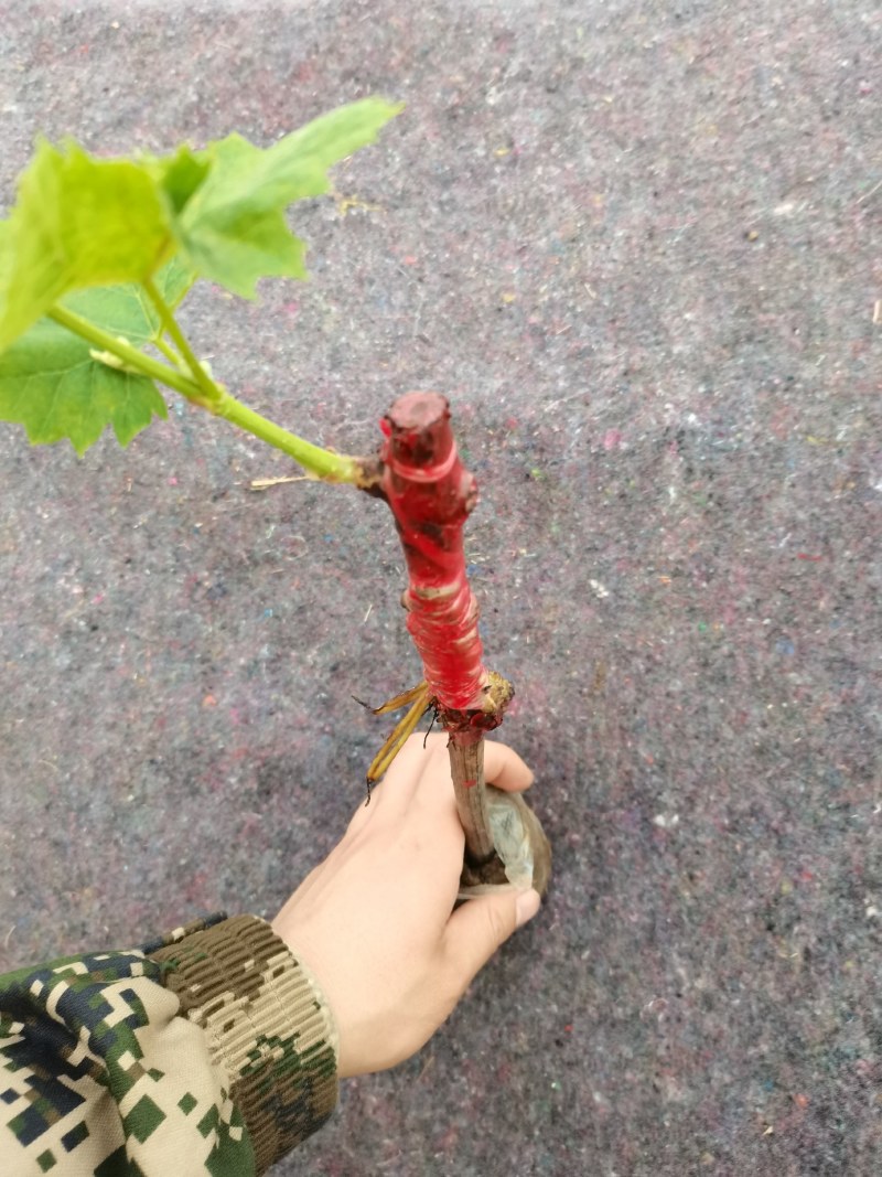 阳光玫瑰营养钵苗