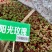 阳光玫瑰营养钵苗